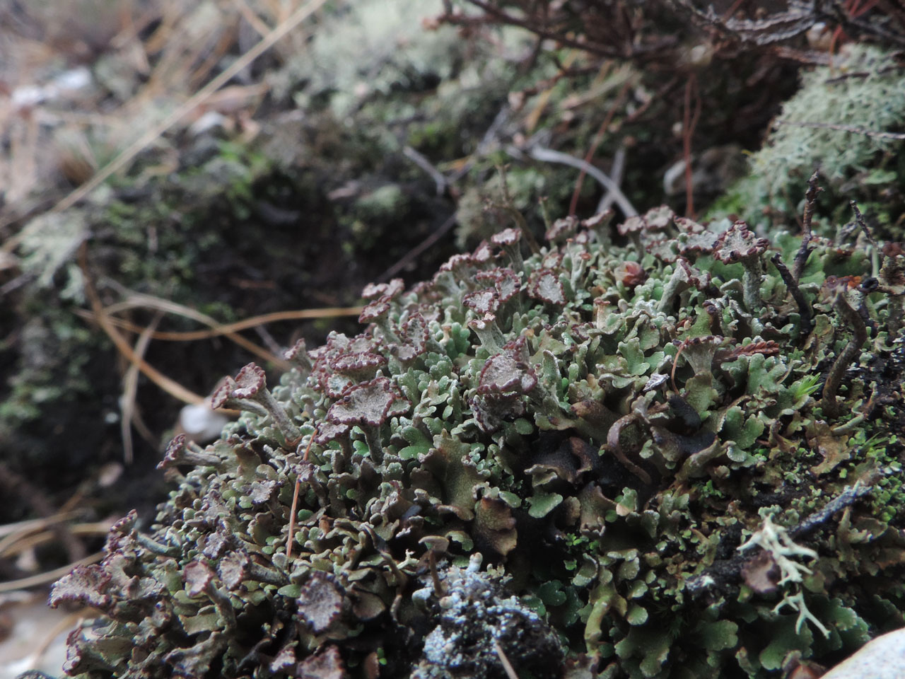Cladonia firma, a magnificent cushion of squamules with podetia, in a hollow way in heath, Great Witch, New Forest © Neil A Sanderson Cladonia firma, podetia, Great Witch,New Forest