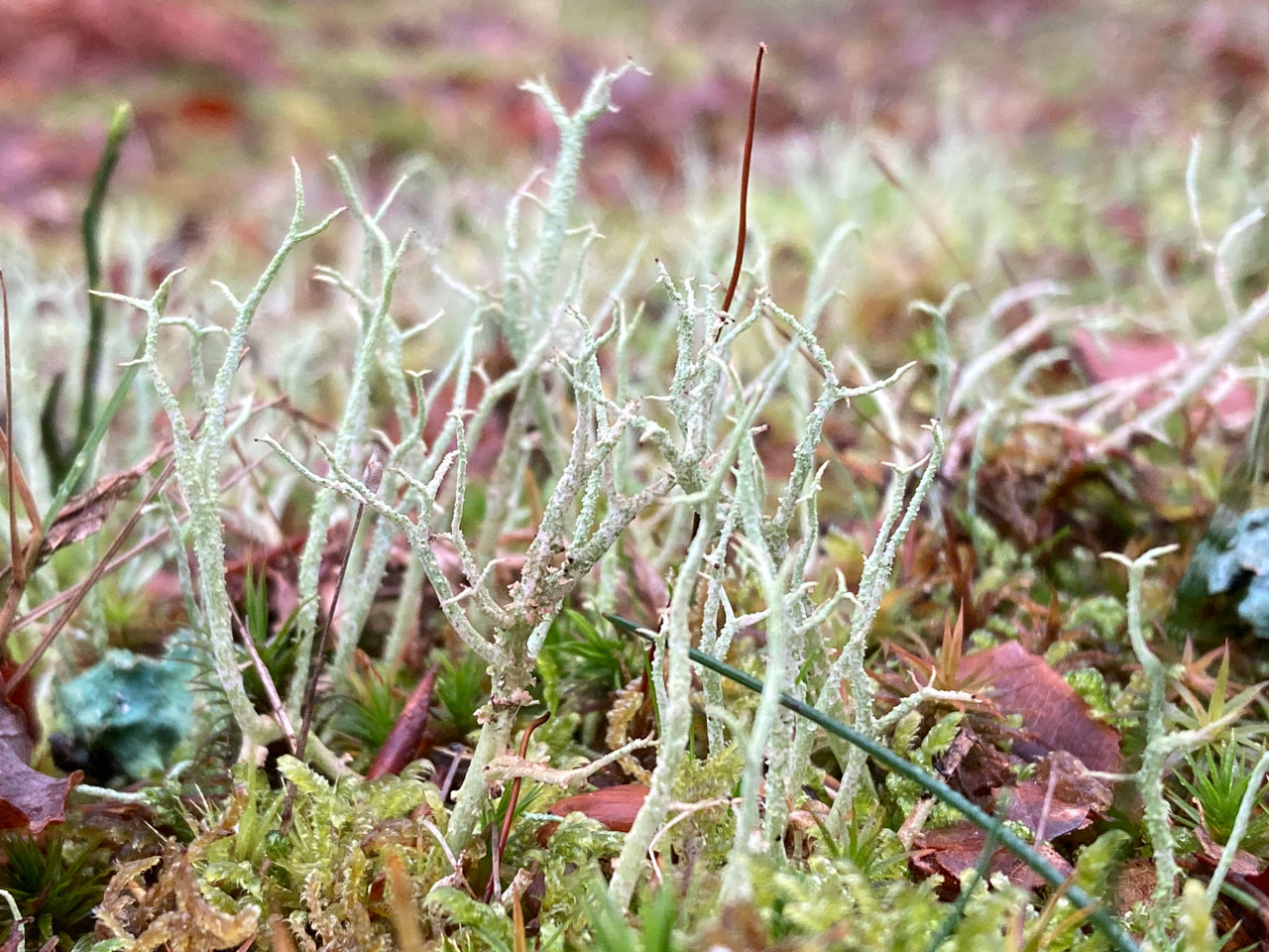 Cladonia scabriuscula, mossy Beech Wood, Bramshaw Wood, New Forest © Neil A Sanderson Cladonia scabriuscula, Bramshaw Wood, New Forest