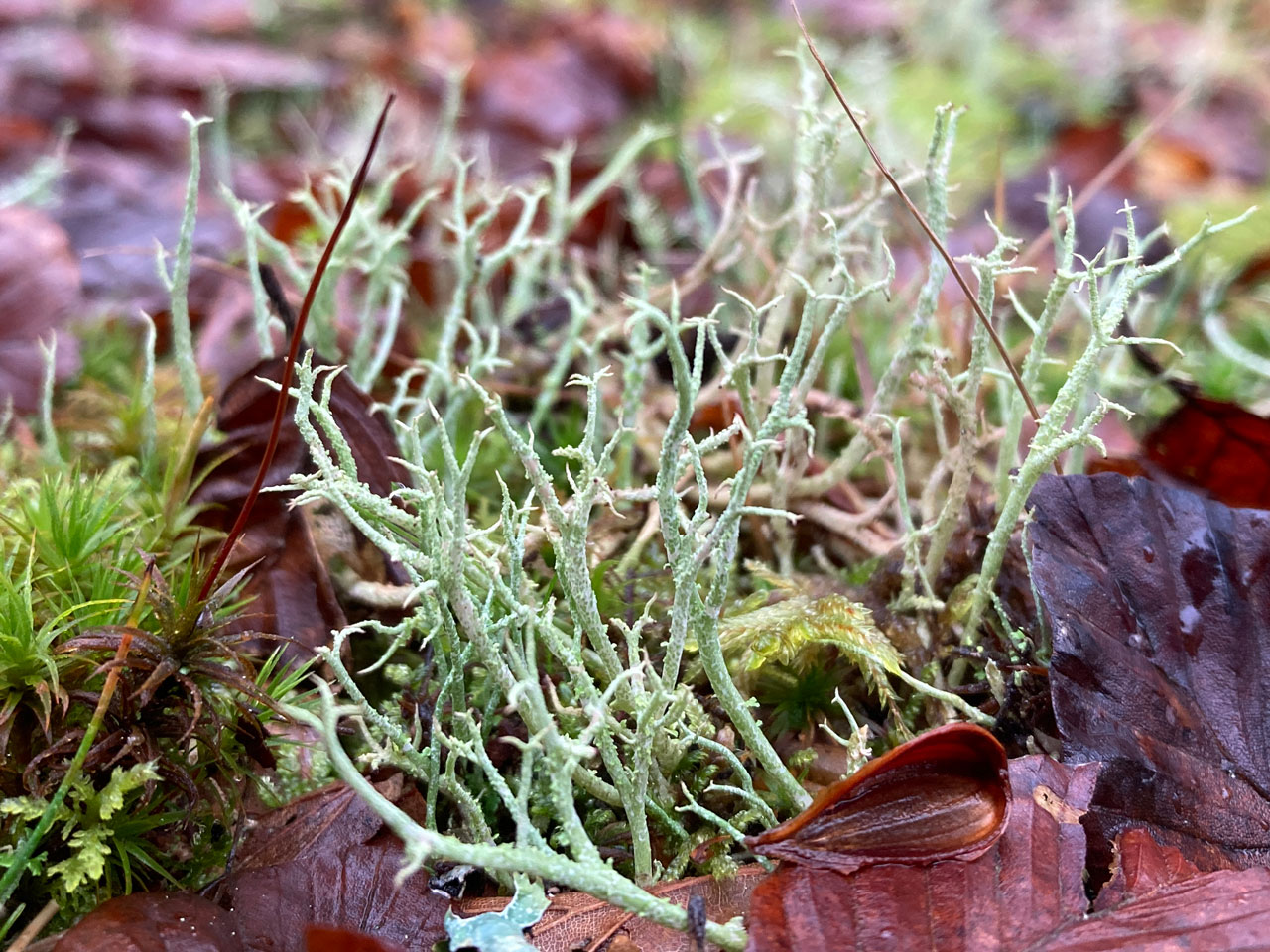 Cladonia scabriuscula, mossy Beech Wood, Bramshaw Wood, New Forest © Neil A Sanderson Cladonia scabriuscula, Bramshaw Wood, New Forest