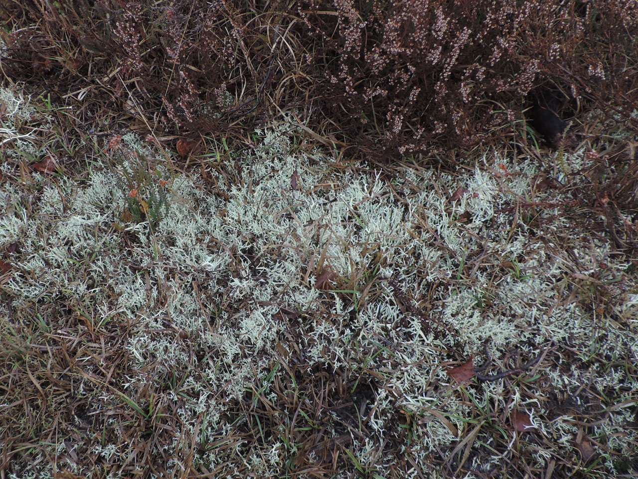 Cladonia zopfii, a dense stand in open wet heath, The Weir, New Forest © Neil A Sanderson Cladonia zopfii, The Weir, New Forest