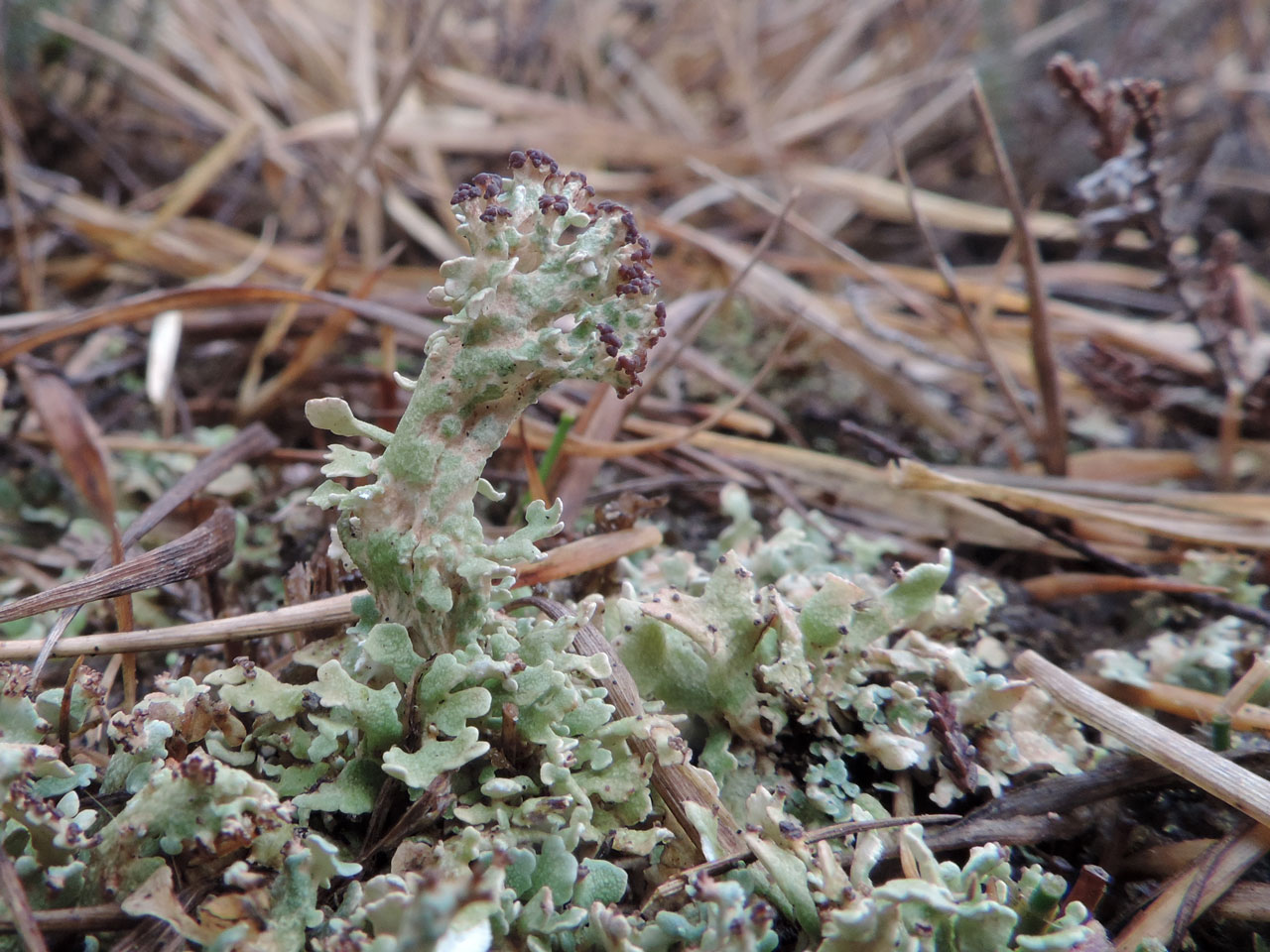 Cladonia strepsilis, contorted podetia, open humid heath, Pigbush, New Forest © Neil A Sanderson Cladonia strepsilis, Pigbush, New Forest