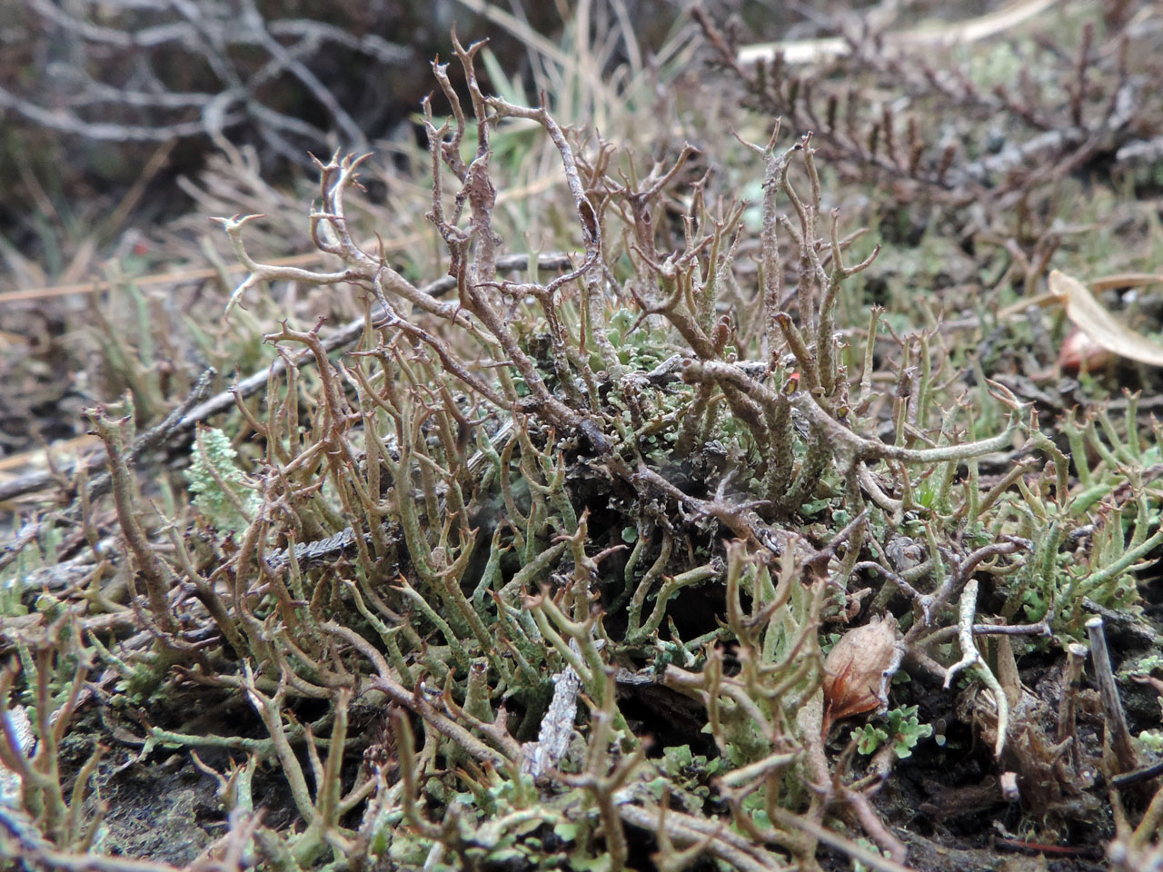 Cladonia crispata var. cetrariiformis, base of old pit in heath, Rushy Flat, New Forest © Neil A Sanderson Cladonia crispata var. cetrariiformis, New Forest