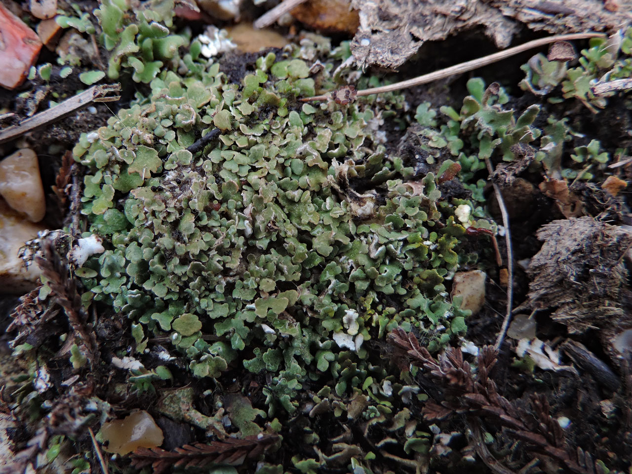 Cladonia pulvinata, sterile (Pd+ yellow visible bottom right), with a little Cladonia firma top and top right (Pd+ red visible), base of hollow way in heath,  Rushy Flat, New Forest © Neil A Sanderson Cladonia pulvinata, Rushy Flat, New Forest