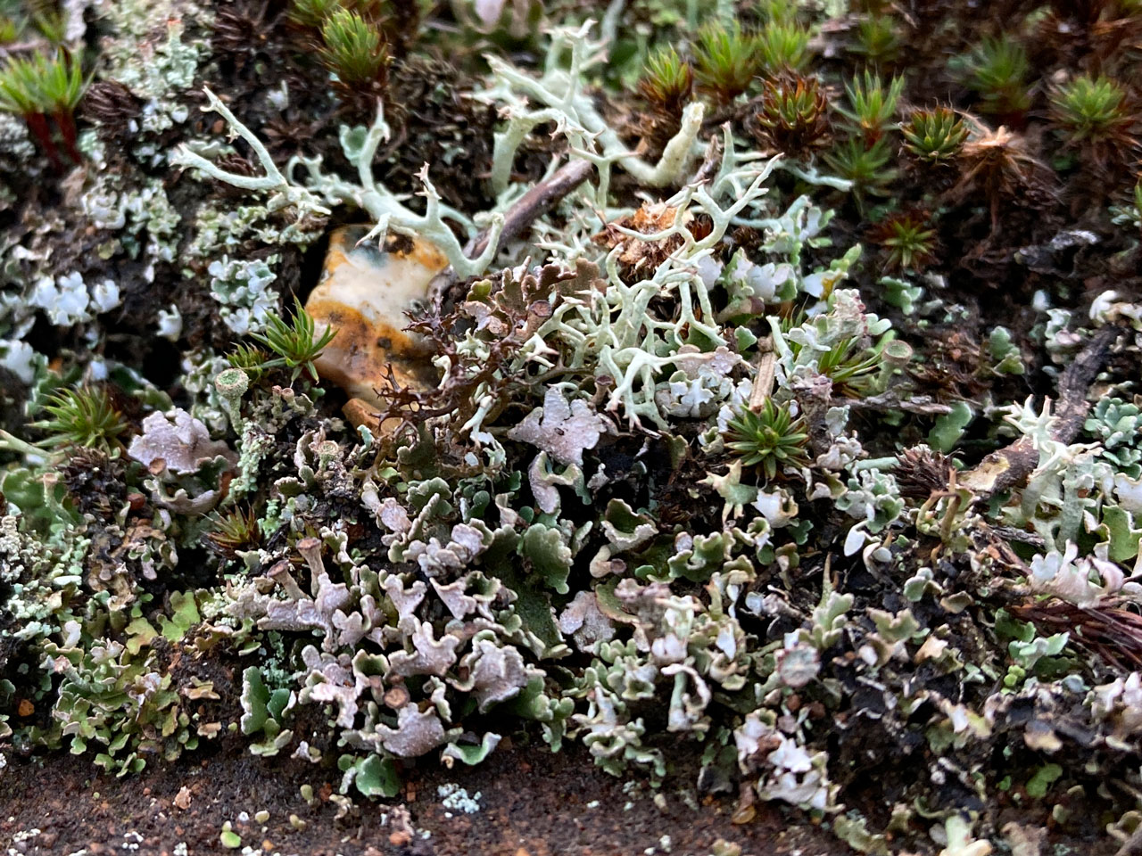 Cladonia firma, showing the underside of squamules coloured grey brown tinged with violet, on ironstone exposed in hollow way, heath, Rock Hills, New Forest © Neil A Sanderson  Cladonia firma, underside of squamules, Rock Hills, New Forest