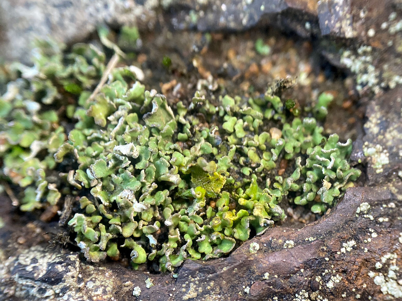 Cladonia pulvinata, sterile (Pd+ yellow visible), on sand rock outcrop on the base of active hollow way, Burley Rocks, New Forest © Neil A Sanderson Cladonia pulvinata, Burley Rocks, New Forest