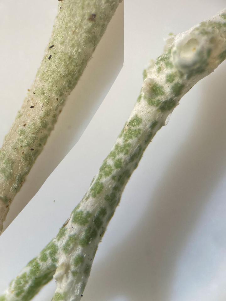 Cladonia rangiformis (right) & Cladonia portentosa (left), showing the felted surface of Cladonia portentosa, Stoney Cross Plain, New Forest Cladonia rangiformis & Cladonia portentosa, Stoney Cross Plain, New Forest