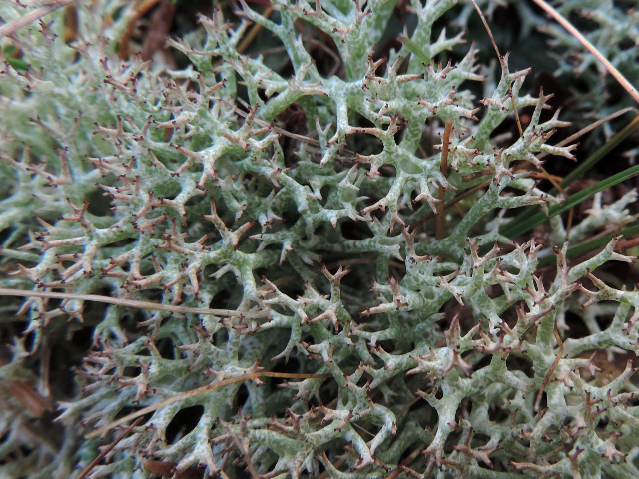 Cladonia rangiformis, a spiky tuft, showing the 'crazy paving effect', grassland disturbed by airfield on heath, Beaulieu Heath, New Forest © Neil A Sanderson Cladonia rangiformis, Beaulieu Heath, New Forest