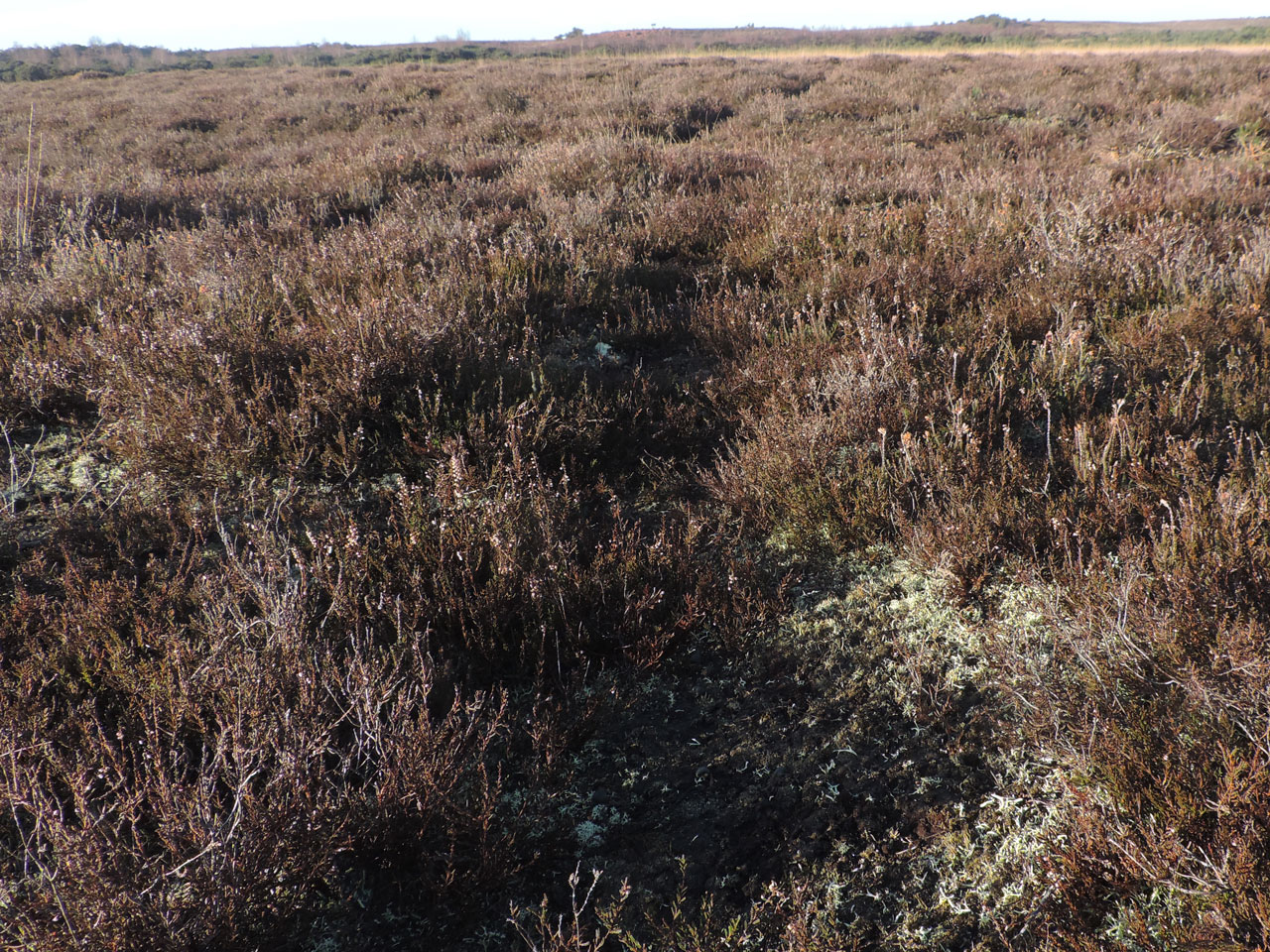 Cladonia uncialis subsp. biuncialis, habitat, a small glade in a controlled burned humid heath, Yew Tree Heath, New Forest © Neil A Sanderson Cladonia uncialis subsp. biuncialis, Yew Tree Heath, New Forest