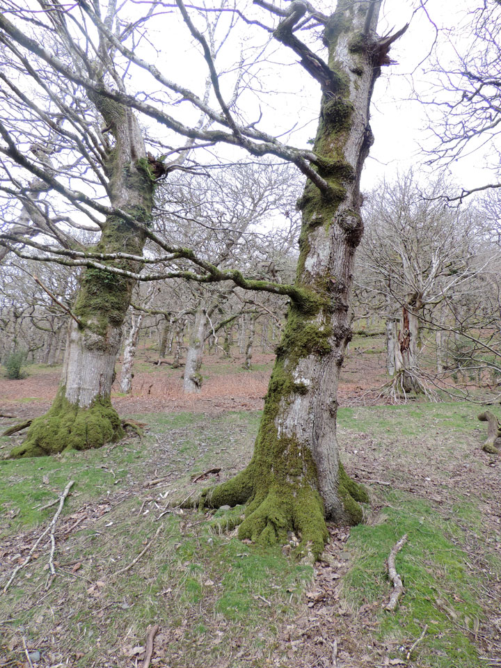 Scutula circumspecta, habitat, veteran Oak in old growth upland pasture woodland, Llwyn Madoc, Allt-y-gest SSSI, Brecon Scutula circumspecta, habitat, Allt-y-gest SSSI, Brecon