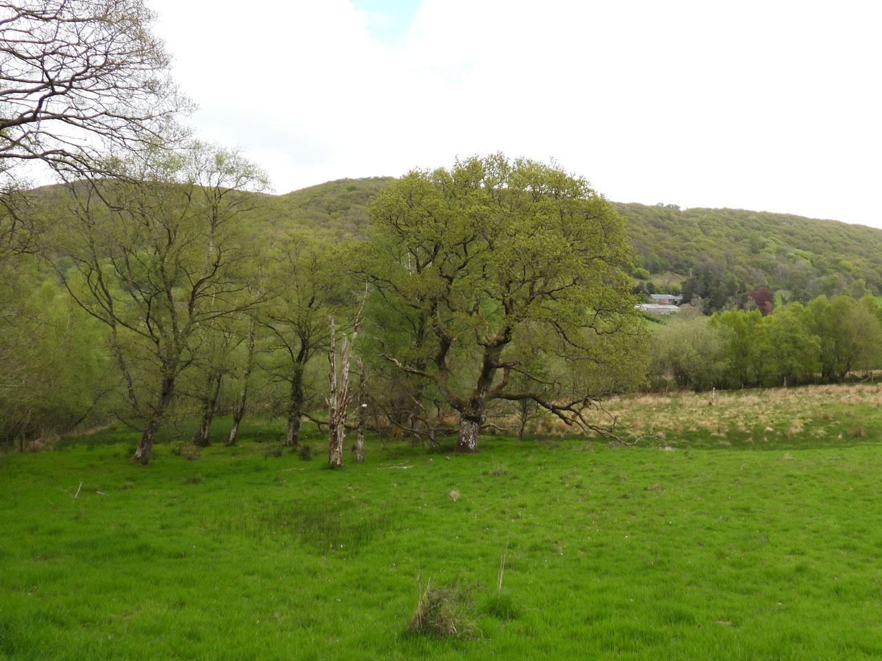 Scutula circumspecta, habitat, veteran Oak field tree in unimproved grassland, Gilfach, Radnor © Neil A Sanderson Scutula circumspecta, habitat, Gilfach, Radnor