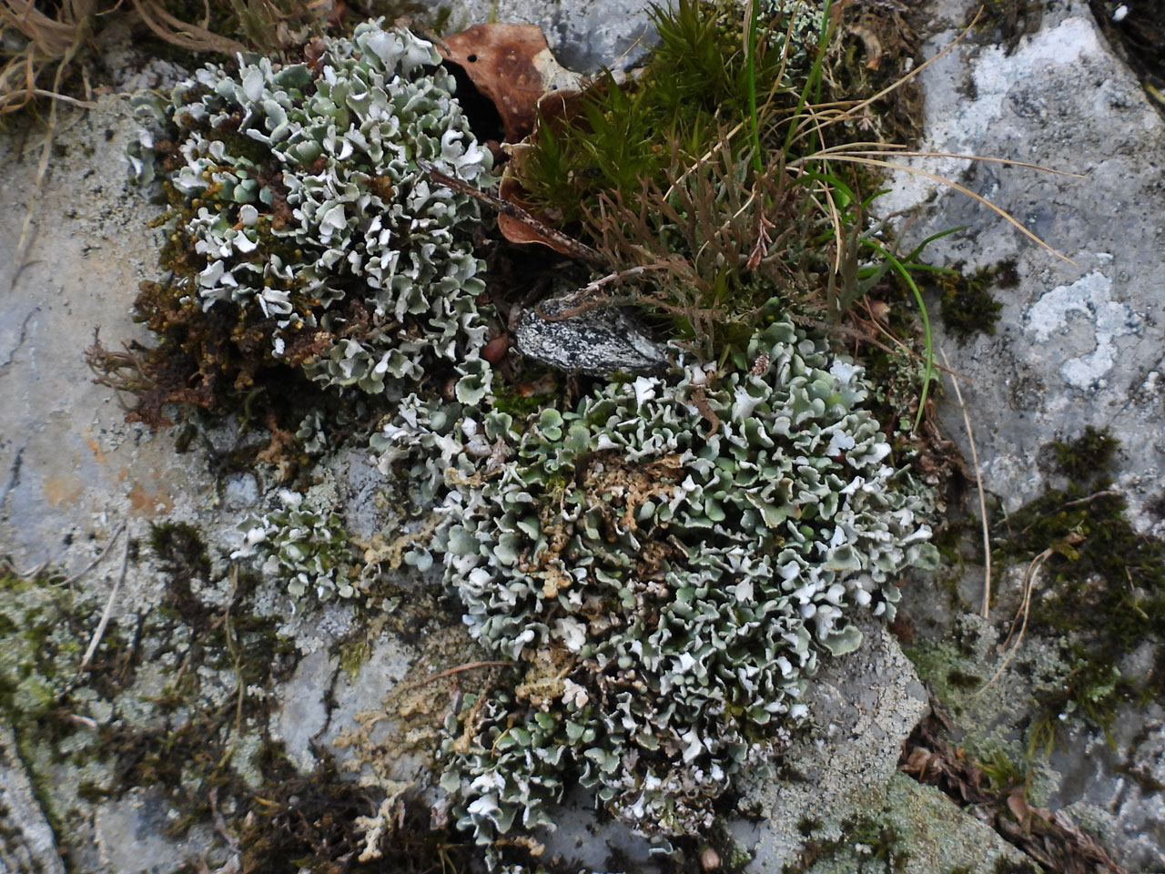 Cladonia subcervicornis, Glifach, Radnor