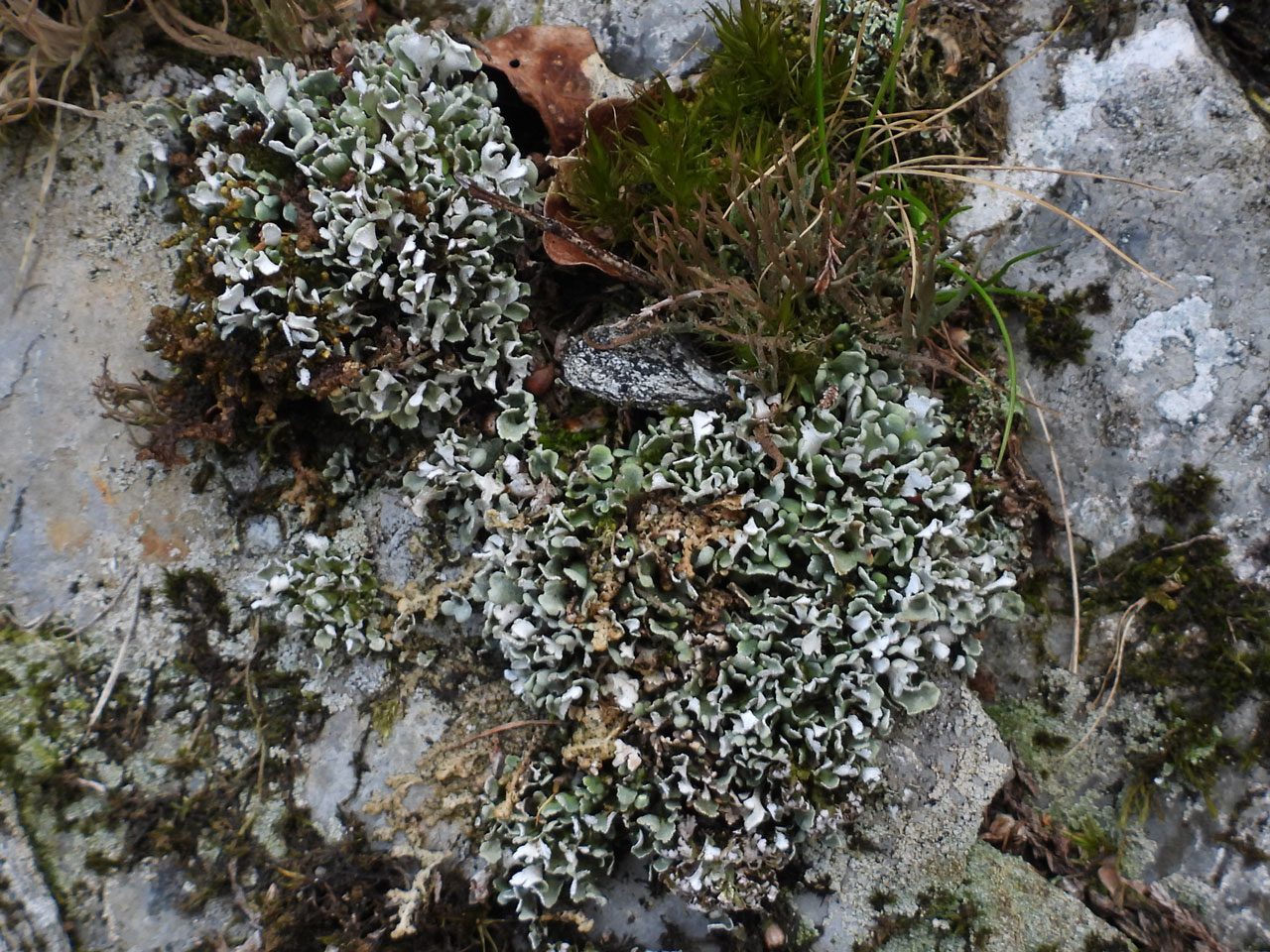 Cladonia subcervicornis, typical upland habitat on a rock face, Glifach, Radnor © Neil A Sanderson Cladonia subcervicornis, Glifach, Radnor
