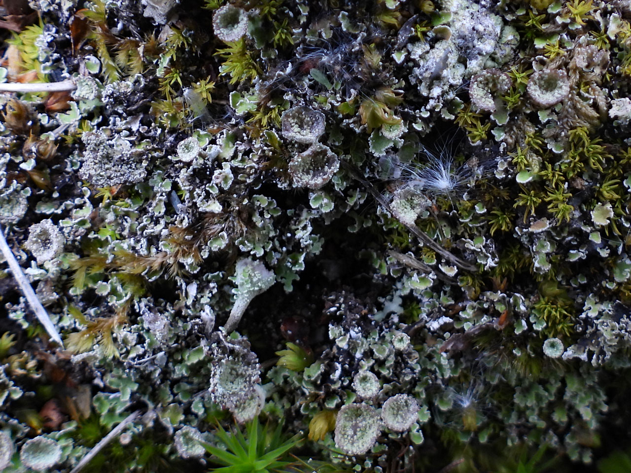Cladonia pyxidata, on ledge on mortared stone work on bridge, Pont Felinrhyd-fwr, Maentwrog, Meirionnydd © Neil A Sanderson Cladonia pyxidata, Pont Felinrhyd-fwr, Maentwrog, Meirionnydd
