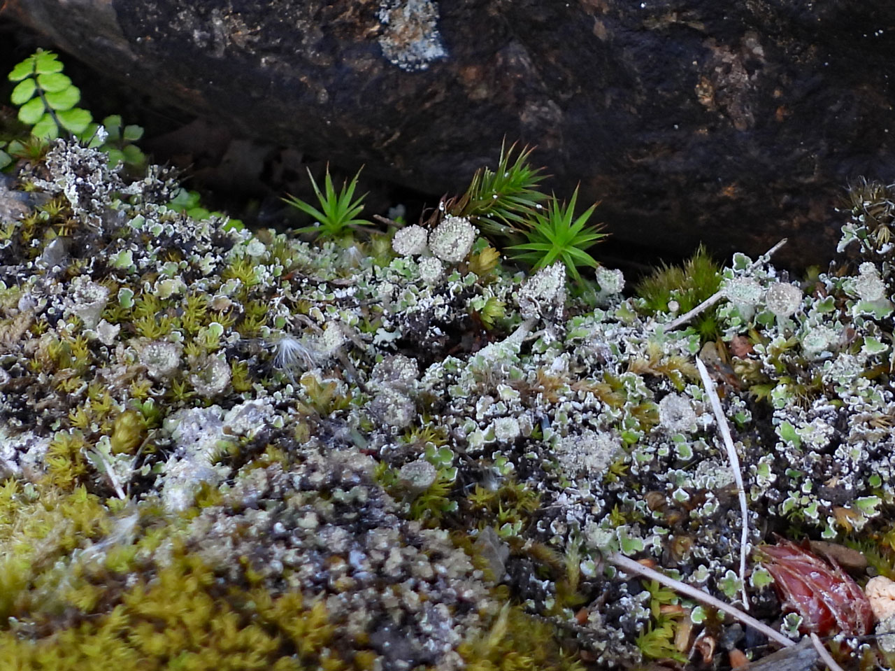 Cladonia pyxidata, on ledge on mortared stone work on bridge, Pont Felinrhyd-fwr, Maentwrog, Meirionnydd © Neil A Sanderson Cladonia pyxidata, Pont Felinrhyd-fwr, Maentwrog, Meirionnydd