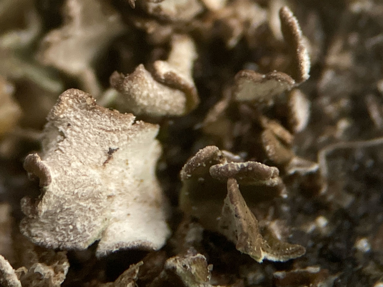 Cladonia pulvinata, showing the tomentose white underside and pruinose tips of the squamules, open ground on old path in heath, Longcross Plain, Fritham, New Forest Cladonia pulvinata, Fritham, New Forest
