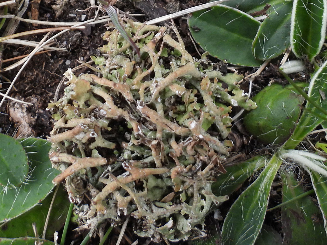 Cladonia furcata subsp. subrangiformis, a intermediate form, on dumped chalk forming a target on a former WWII bombing range in heathland, Cockley Pain, New Forest Cladonia furcata subsp. subrangiformis, Little Cockley Pain, New Forest