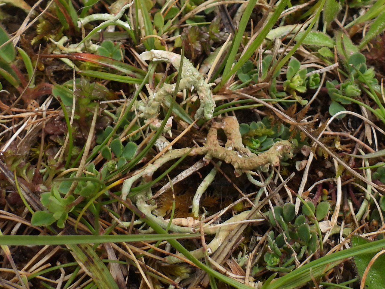 Cladonia furcata subsp. subrangiformis, in open chalk grassland, Chalkpit Lane, Goodwood, Sussex © Neil A Sanderson Cladonia furcata subsp. subrangiformis, Goodwood, Sussex