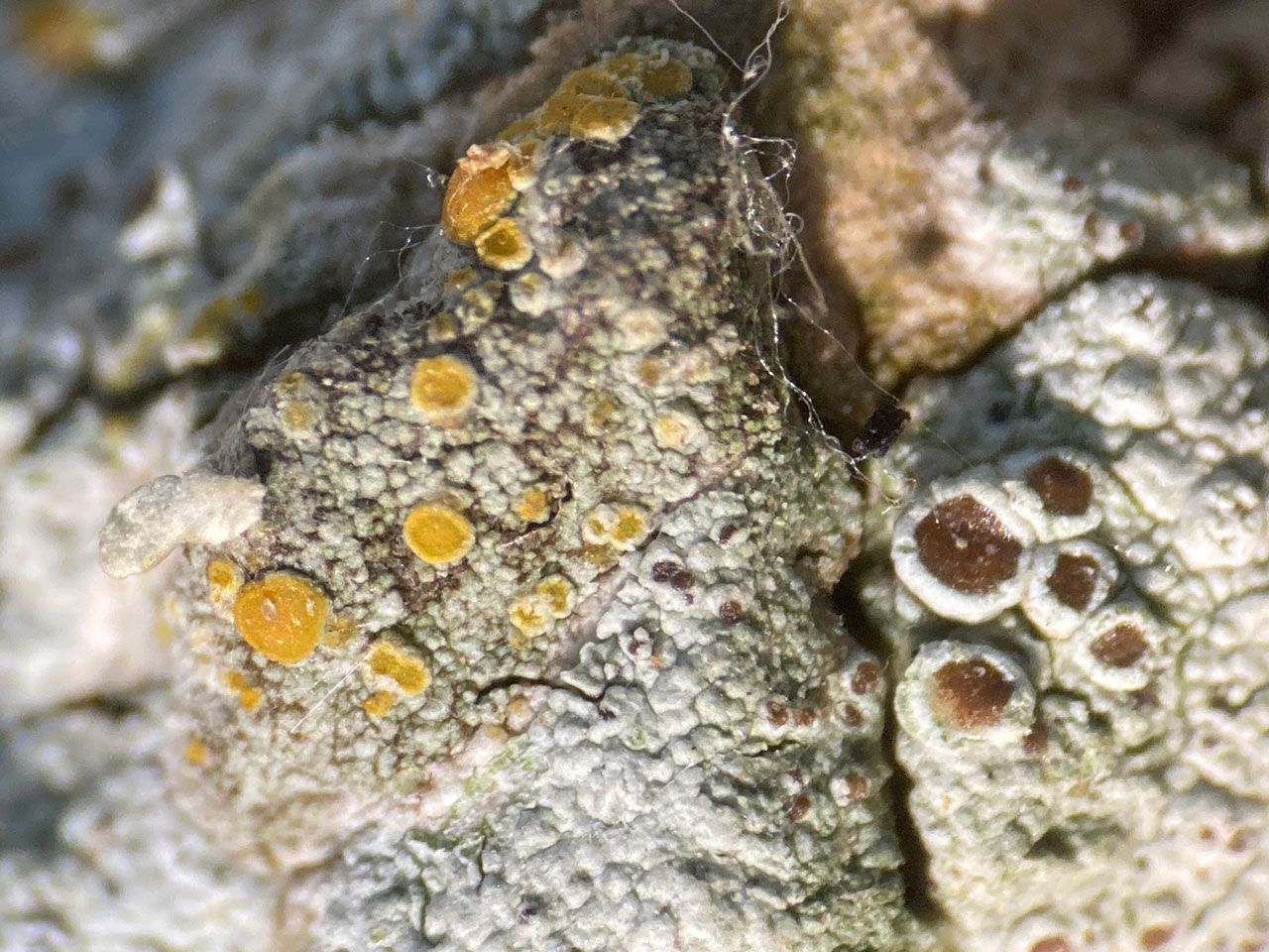 Caloplaca flavorubescens, a morph with pale thallus, with Lecanora horiza, ancient Ash, Parham Park, Sussex © Neil A Sanderson  Caloplaca flavorubescens, Parham Park, Sussex