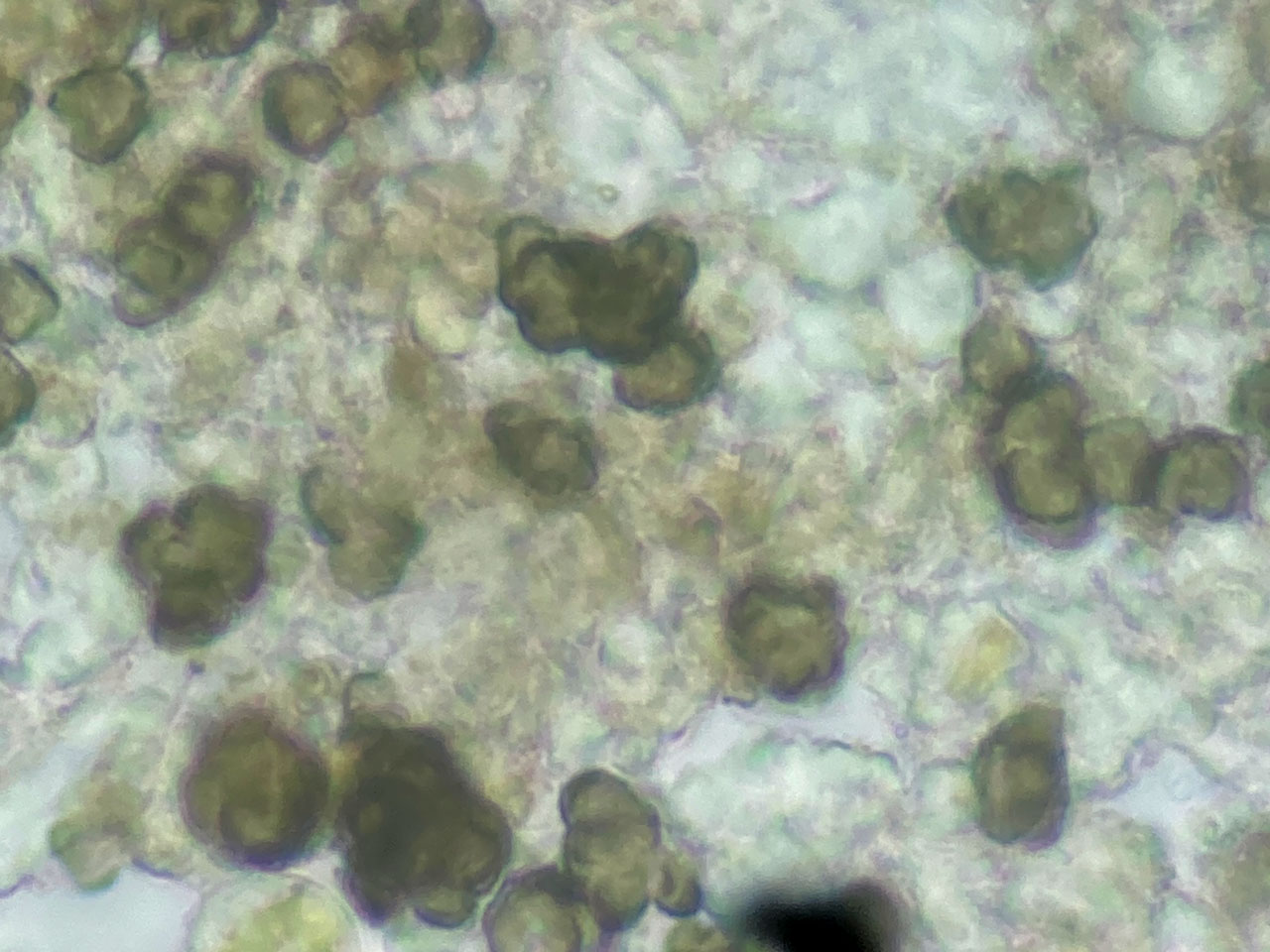 Milospium lacoizquetae, Cladonia polydactyla, Coed Cymerau, Meirionnydd 
