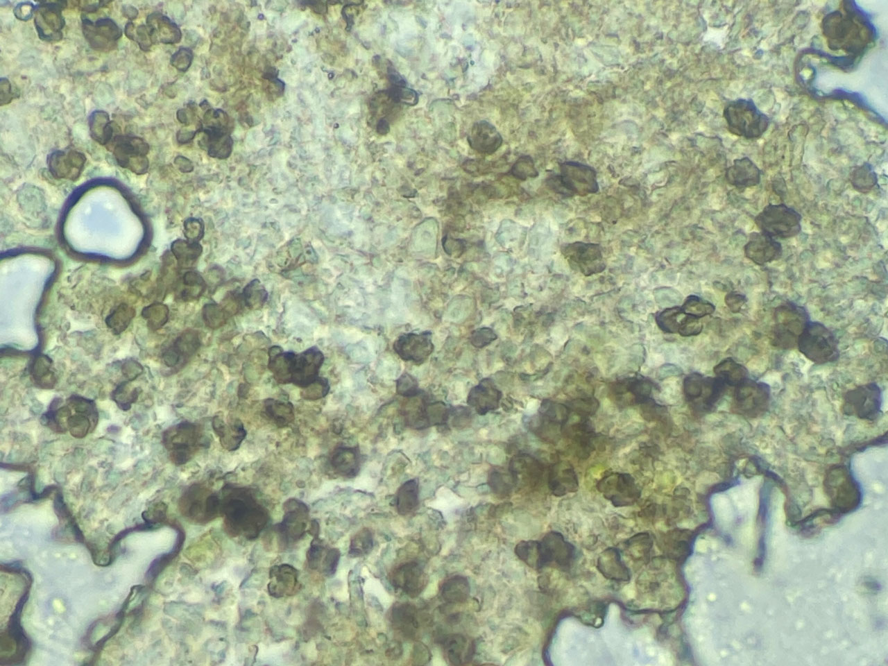 Milospium lacoizquetae, Cladonia polydactyla, Coed Cymerau, Meirionnydd 