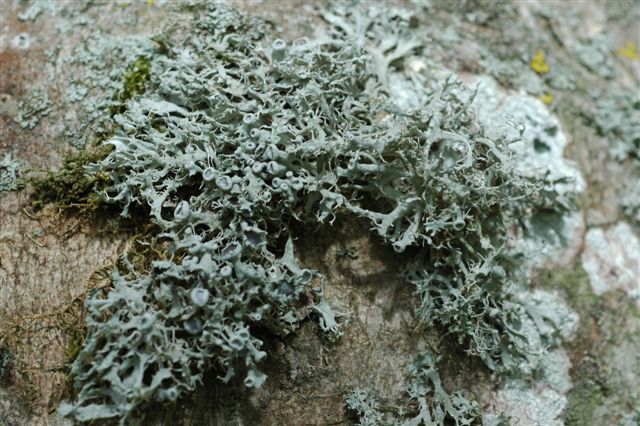 Anaptychia ciliaris subsp. ciliaris - © Liz Fleming-Williams Anaptychia ciliaris subsp. ciliaris - © Liz Fleming-Williams