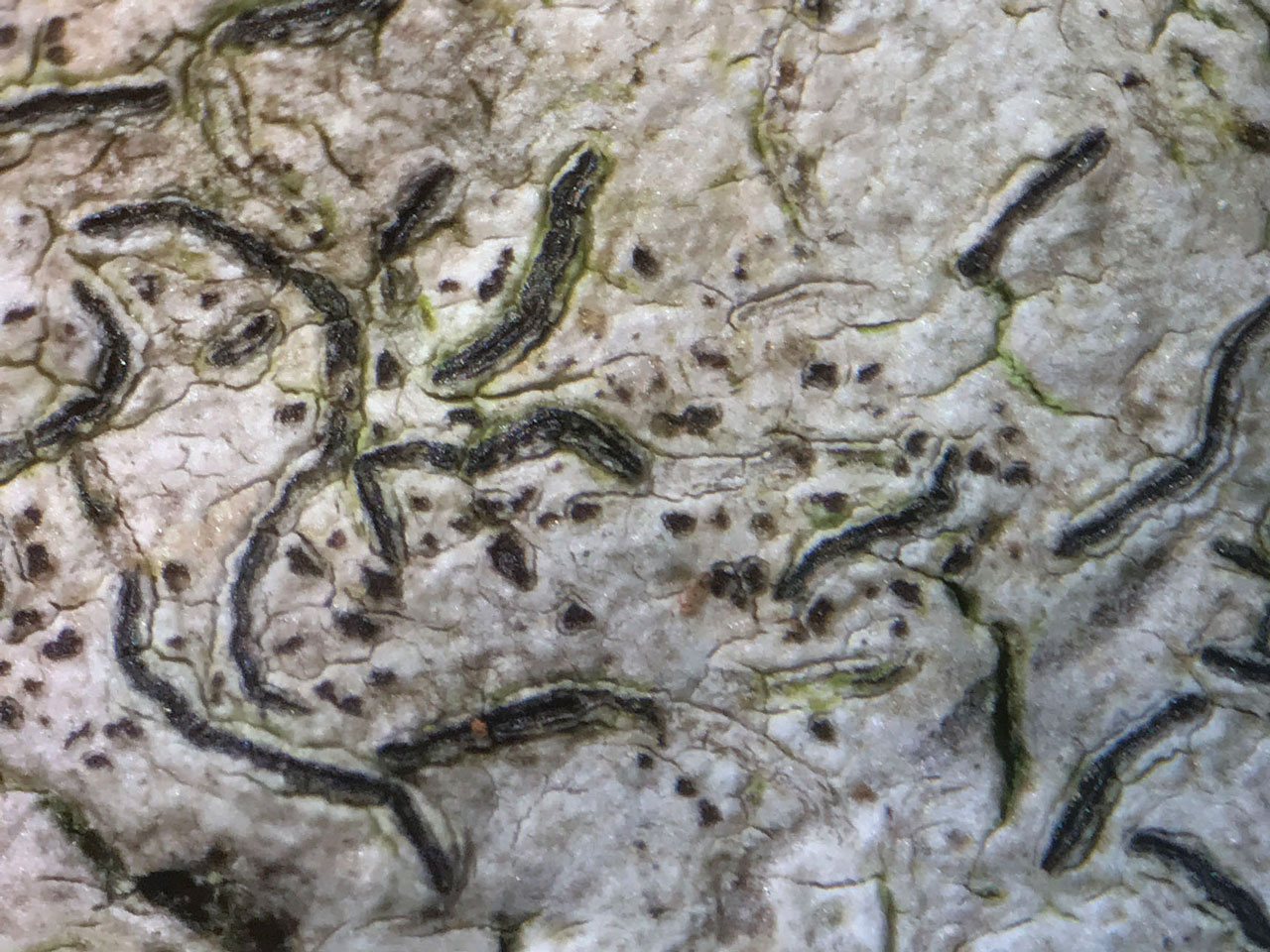Arthonia graphidicola, on Graphis scripta s. str., on Beech, Rushpole Wood, New Forest