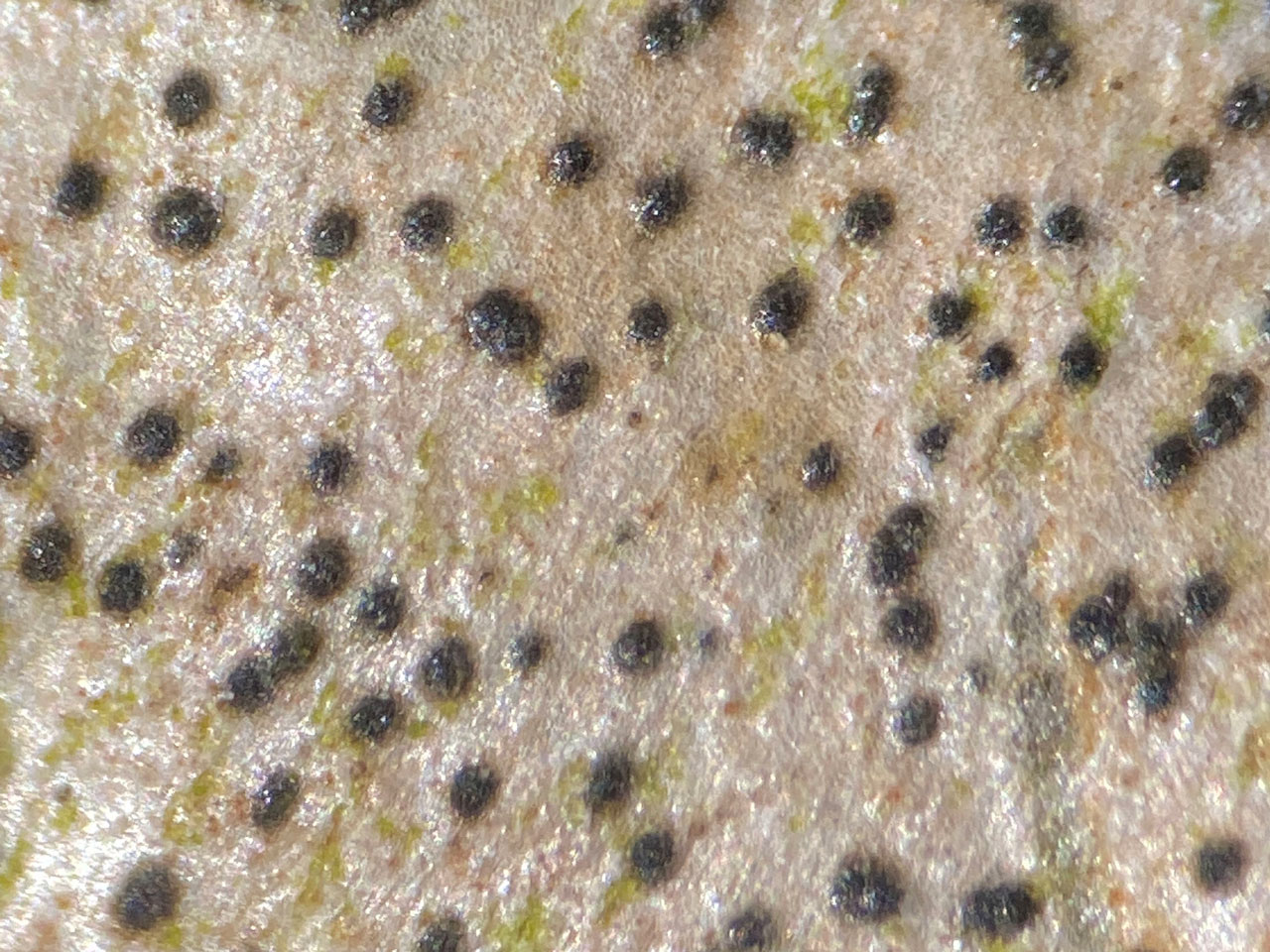Naetrocymbe nitescens, Ceunant Llennyrch, Meirionnydd