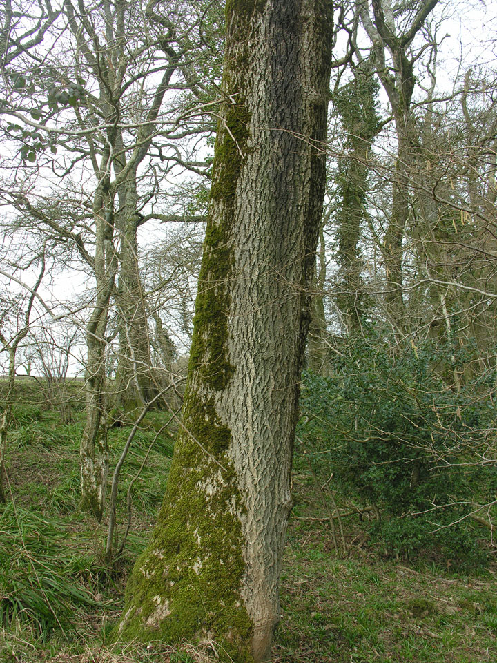 Bellicidia incompta habitat, bark steek (dark green) on Ash, old coppice in parkland, Melbury Park, Dorset © Neil A Sanderson Bellicidia incompta, Ash, Melbury Park, Dorset