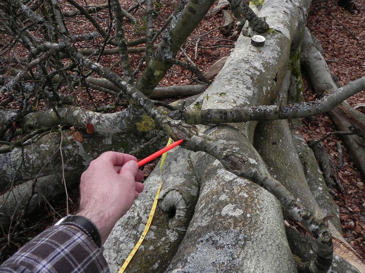 Bellicidia incompta, habitat, canker on Beech branch in sub canopy, in pasture woodland, Coomy Hat, New Forest © Neil A Sansderon Bellicidia incompta, habitat, canker on Beech branch, Coomy Hat, New Forest