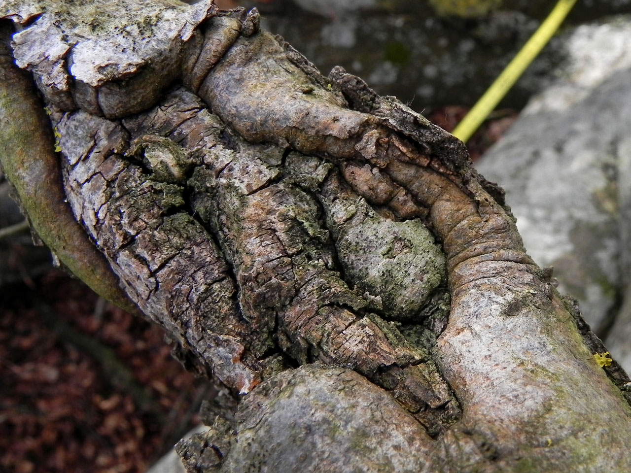 Bellicidia incompta, habitat, closer view, canker on Beech branch in sub canopy, in pasture woodland, Coomy Hat, New Forest © Neil A Sansderon Bellicidia incompta, habitat, canker on Beech branch, Coomy Hat, New Forest