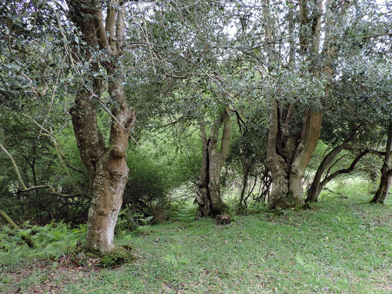 Bellicidia incompta, habitat, inside three hollow Holly, pasture woodland, Anses Wood, New Forest © Neil A Sansderon Bellicidia incompta, habitat, inside hollow Holly, Anses Wood, New Forest