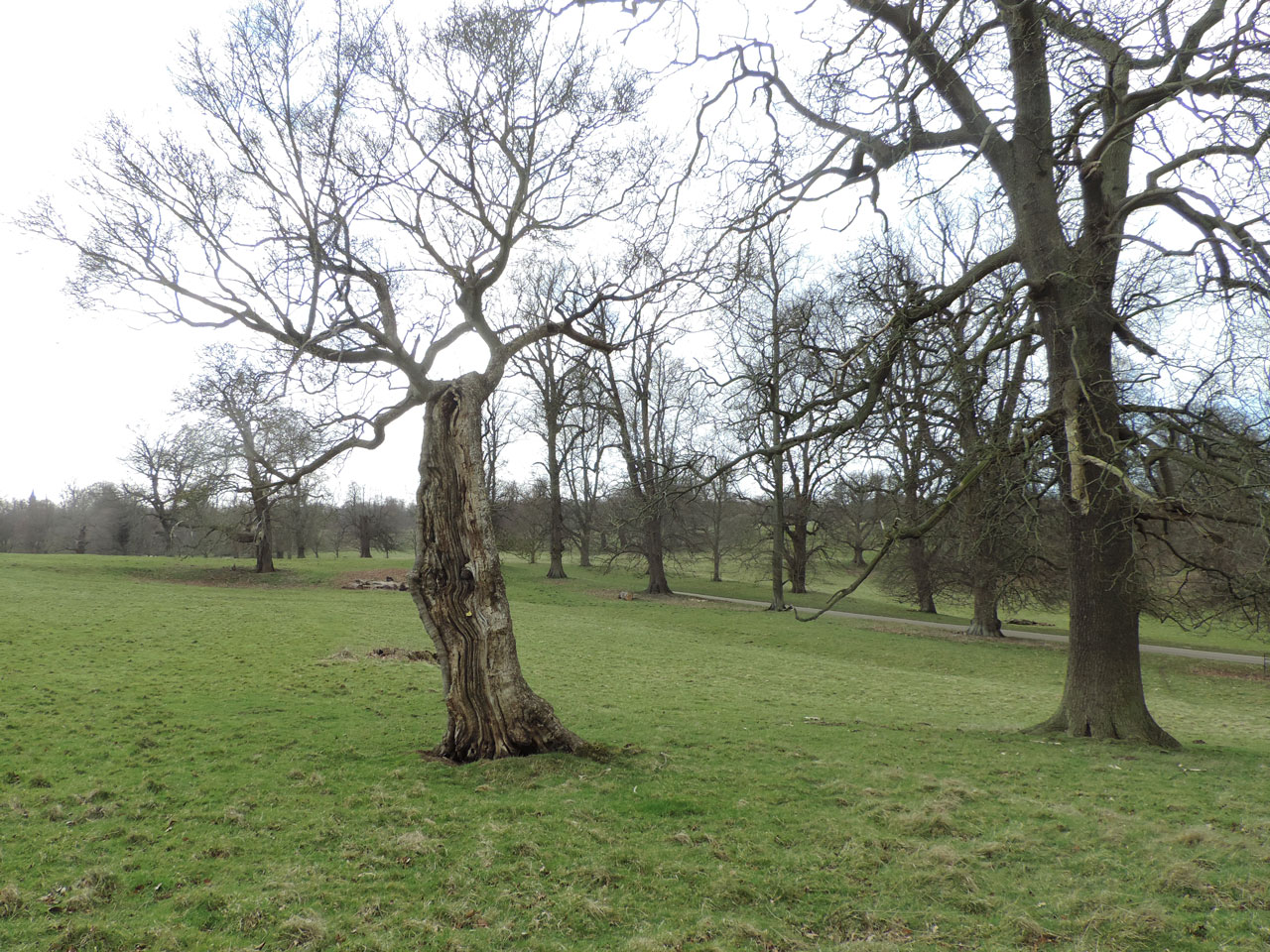 Bellicidia incompta, habitat, inside ancient hollow Maple, park, Studley Park, Fountains Abbey, Yorkshire © Neil A Sansderon Bellicidia incompta, habitat, inside ancient hollow Maple, Fountains Abbey, Yorkshire