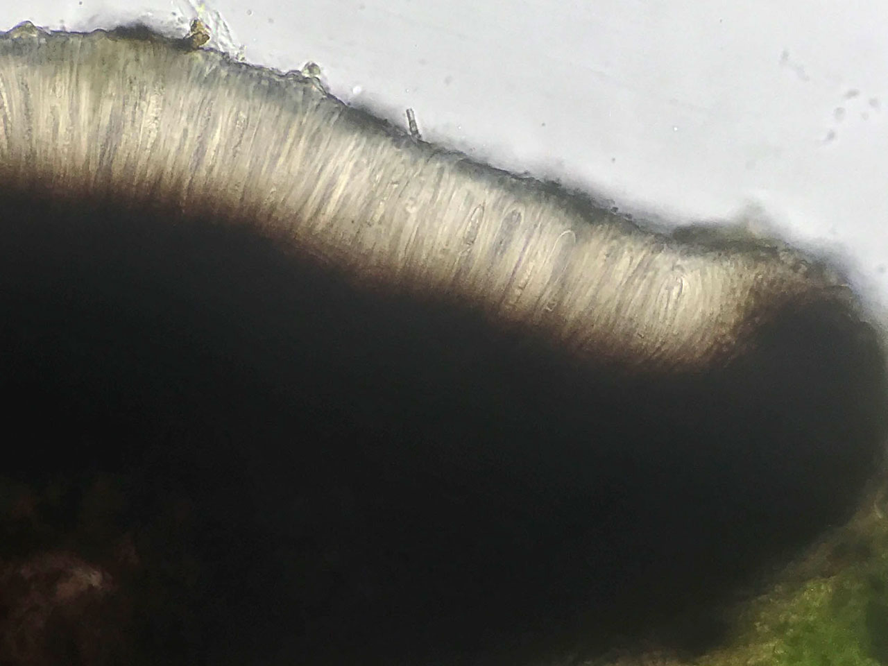 Bellicidia incompta, apothecia cross section, wound track on Beech, pasture woodland, Wood Crates, New Forest © Neil A Sanderson Bellicidia incompta, Beech, Wood Crates, New Forest