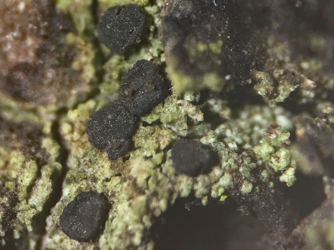 Bellicidia incompta, in wound track on Birch, pasture woodland, Black Bush, New Forest © Neil A Sanderson Bellicidia incompta, Birch, Black Bush, New Forest