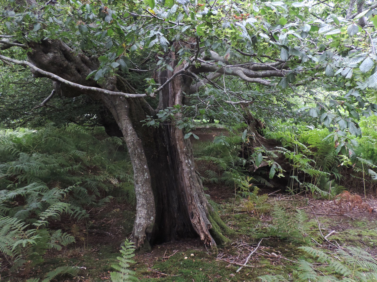 Bellicidia incompta, habitat, inside ancient hollow Hornbeam pollard, pasture woodland, Hatch Park, Kent © Neil A Sansderon Bellicidia incompta, habitat, inside hollow Hornbeam, Hatch Park