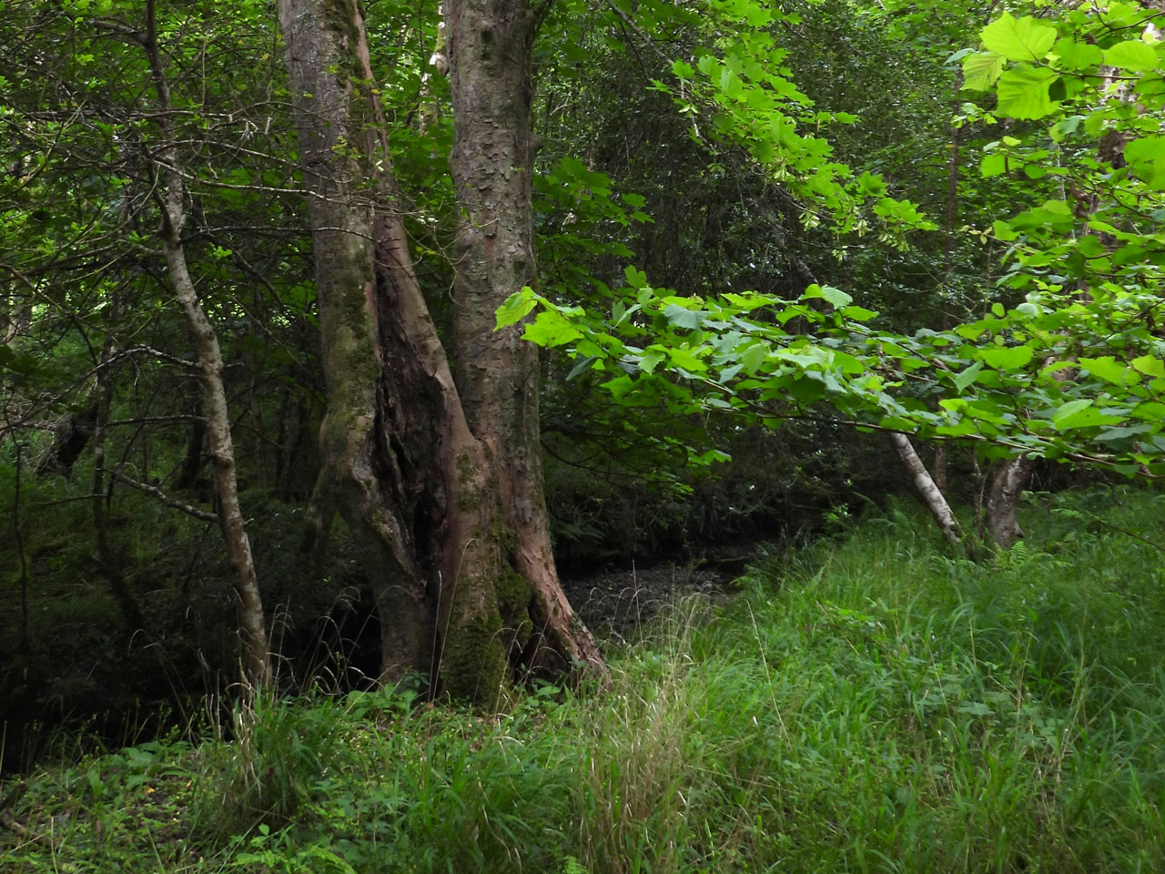 Bellicidia incompta, habitat, inside hollow Sycamore, pasture woodland under restoration, Millook Valley, Cornwall © Neil A Sansderon Bellicidia incompta, habitat, inside hollow Sycamore, Millook, Cornwall