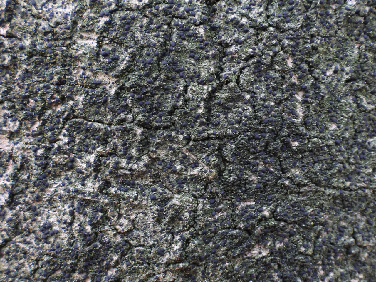 Bellicidia incompta, in wound track on bark, suppressed Beech, pasture woodland, New Forest © Neil A Sanderson Bellicidia incompta, Beech, Frame Wood, New Forest