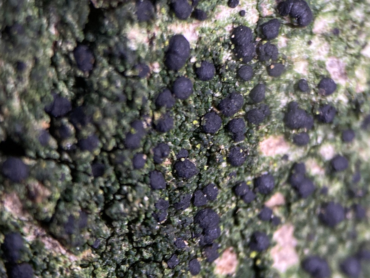 Bellicidia incompta, in wound track on bark, suppressed Beech, pasture woodland, New Forest © Neil A Sanderson Bellicidia incompta, Frame Wood, Beech, New Forest