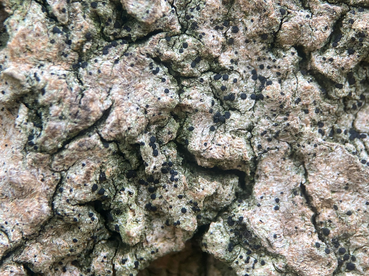 Bellicidia incompta with thin thallus, wound on Beech, Spaniards Hole, Hollands Wood, New Forest © Neil A Sanderson Bellicidia incompta, Beech, Hollands Wood, New Forest