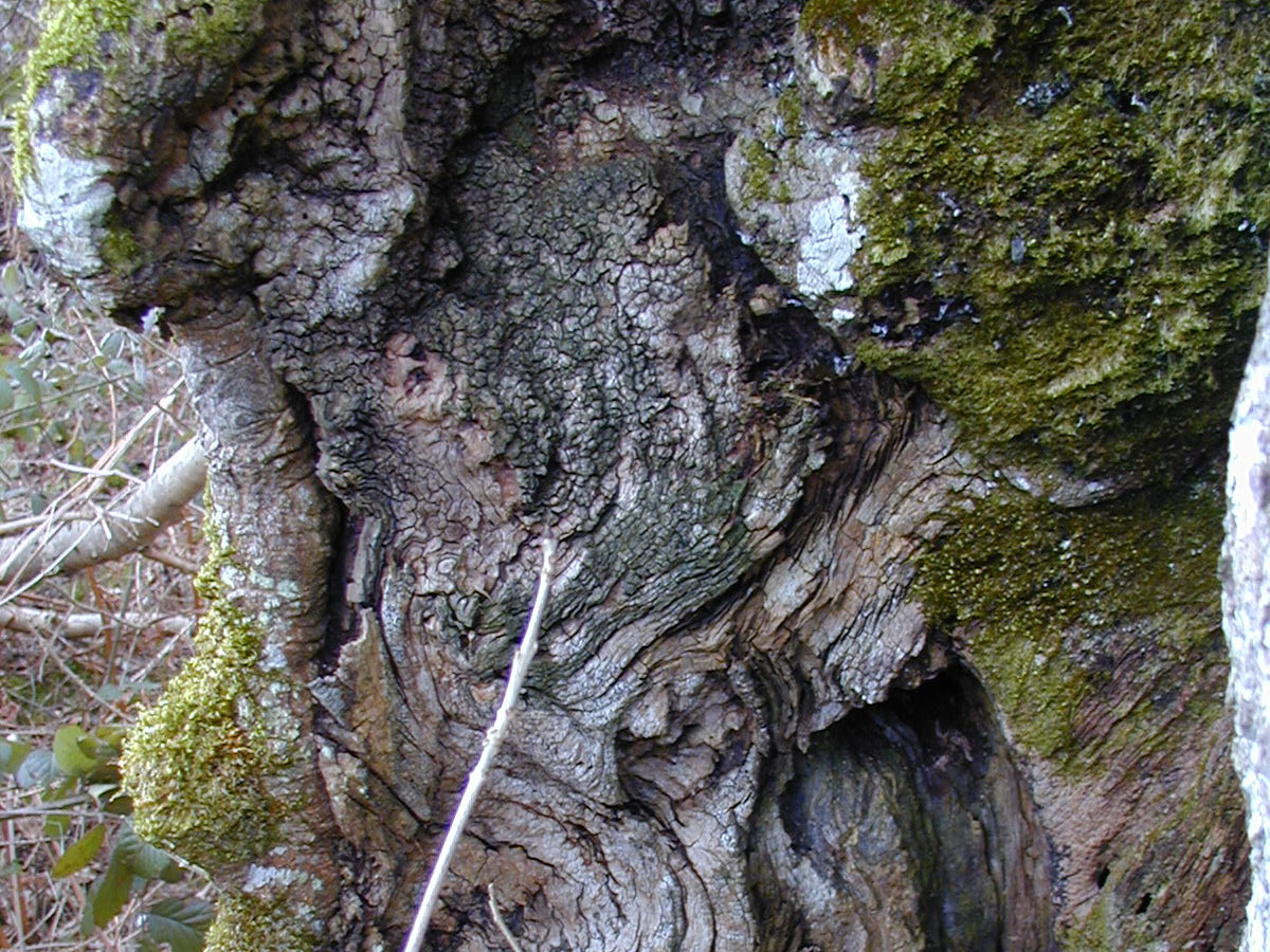 Bellicidia incompta, thallus (drak green) inside hollow Ash coppice stool, coppice, Bridmore Green, Cranborne Chase, Wiltshire © Neil A Sanderson Bellicidia incompta, Ash, Cranborne Chase