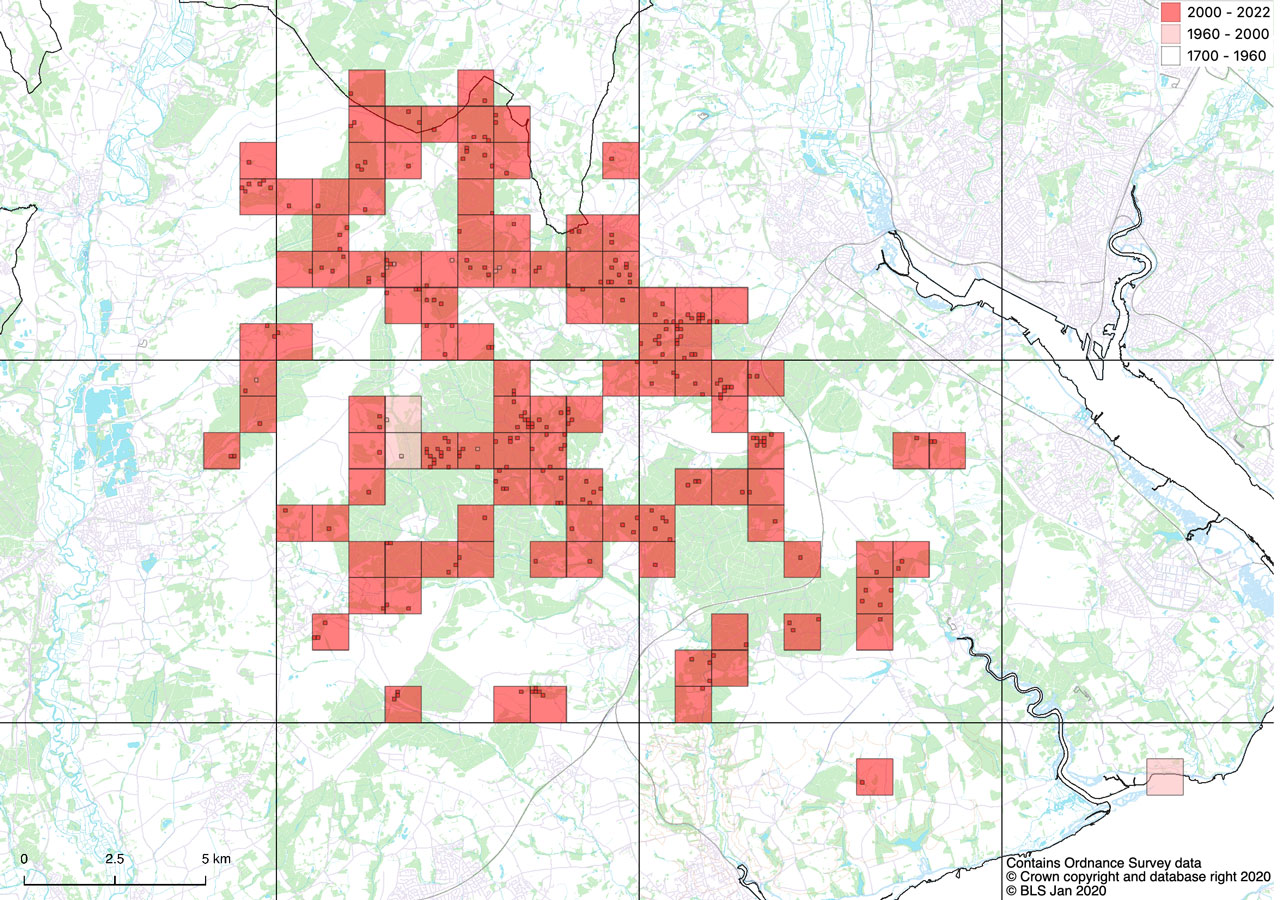 Bellicidia incompta, New Forest meta-population Bellicidia incompta, New Forest meta-population
