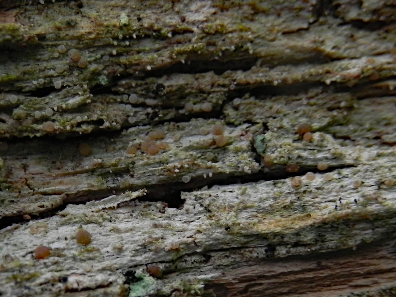 Biatora veteranorum, apothecia and pycnidia, dead wood, Cawdor Wood, Nairn