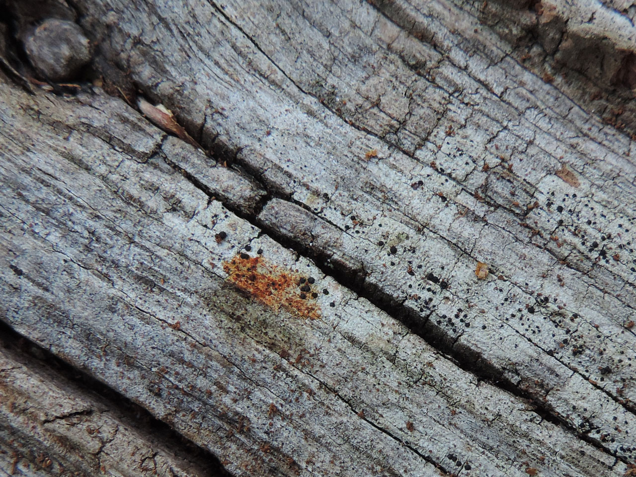 Buellia hyperbolica, Pd+ red spot test, fallen Oak, Windsor Great Park