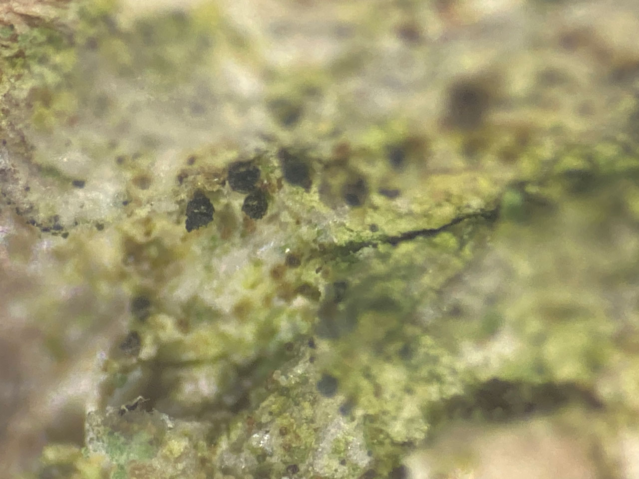 Calicium diploellum, Bramshaw Wood, New Forest
