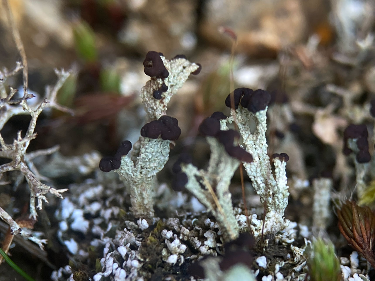 Cladonia cariosa, open heath on edge of old runway, Greenham Common, Berkshire © Neil A Sanderson Cladonia cariosa, Greenham Common, Berkshire