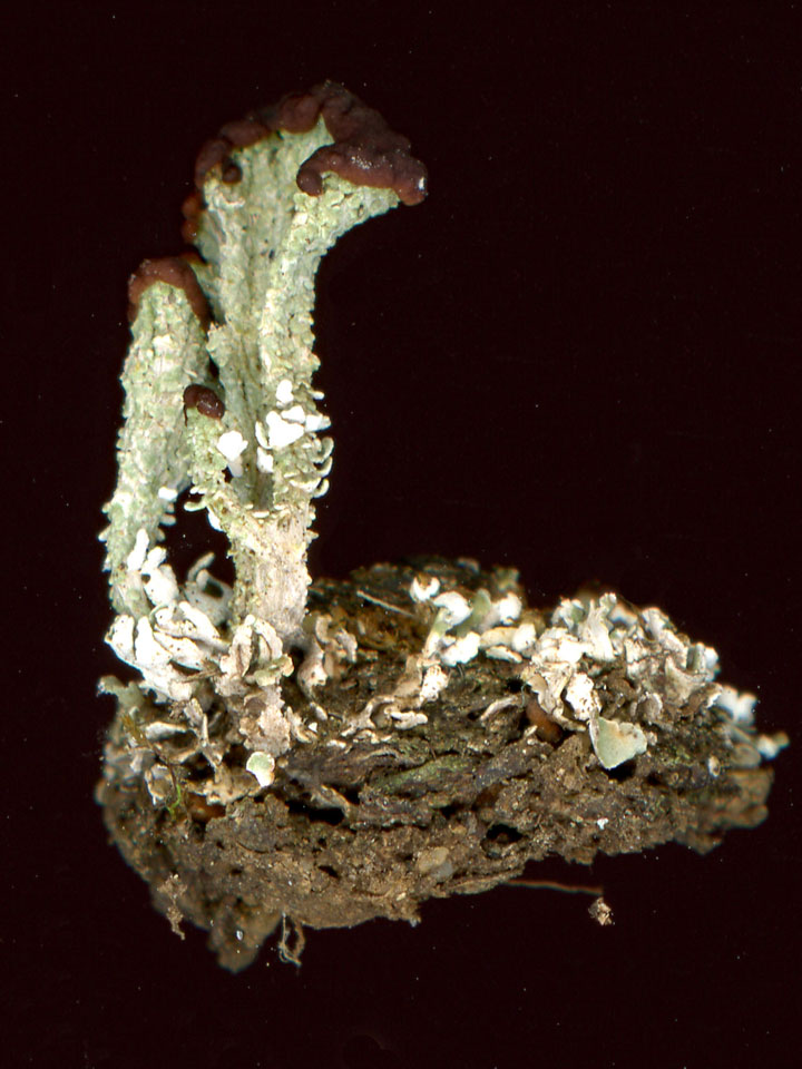Cladonia cariosa, open heath on edge of old runway, Greenham Common, Berkshire © Neil A Sanderson Cladonia cariosa, Greenham Common, Berkshire