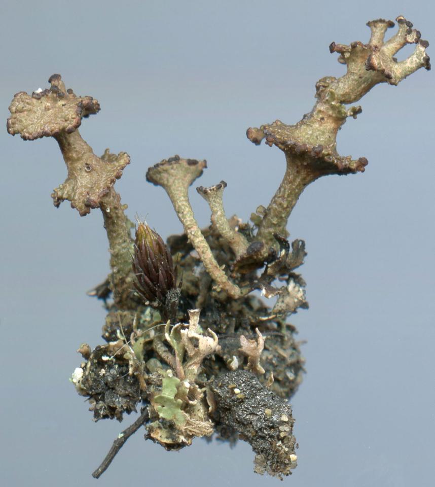 Cladonia cervicornis, scan of proliferating podetia, heathland, Woolmer Forest © Neil A Sanderson Cladonia cervicornis, Woolmer Forest