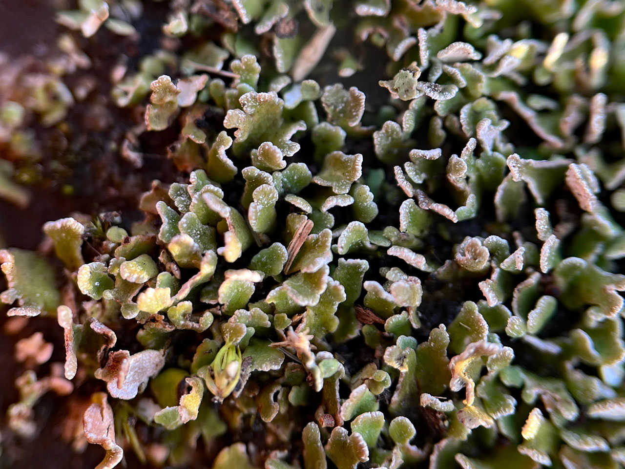 Cladonia firma, showing the distinctive pruina on the squamule tips, characteristic of this species and Cladonia subcervicornis, White Moor, New Forest © Andy M Cross Cladonia firma, New Forest, pruina, White Moor, New Forest