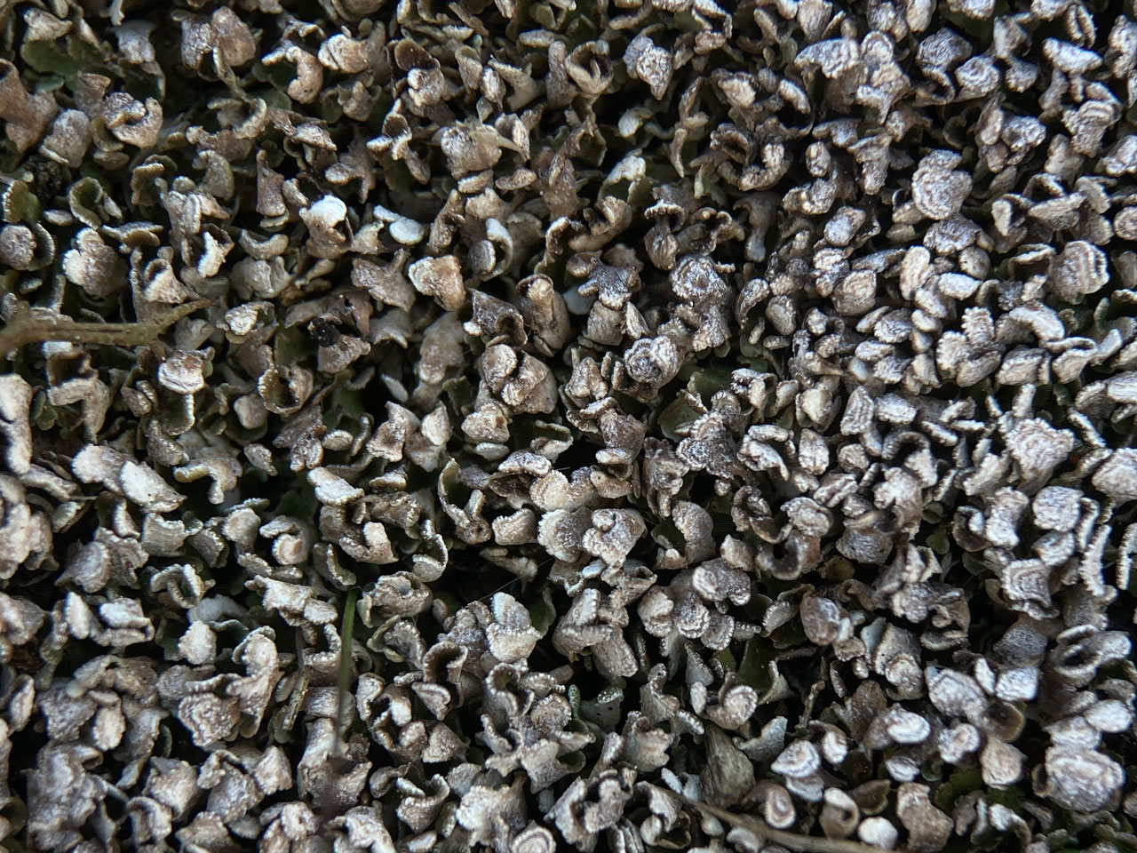 Cladonia firma, dry squamules, in base of old gravel pit in heathland, Pipers Wait, New Forest © Neil A Sanderson Cladonia firma, dry squamules, Pipers Wait, New Forest