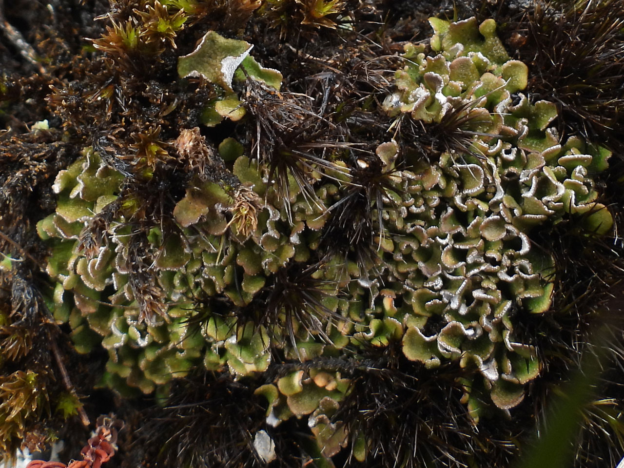 Cladonia firma, upland habitat, a flushed granite slab, Airie Hill, Kirkcudbright © Neil A Sanderson Cladonia firma, upland habitat, a flushed granite slab, Airie Hill, Kirkcudbright